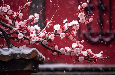 雪梅花 菜根譚